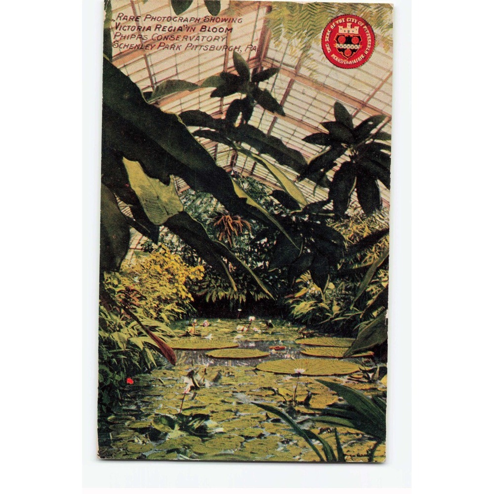 Vintage 1911 Phipps Conservatory Victoria Regia Postcard Pittsburgh PA 120A